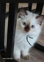 Ragdoll kitten stamboom / getest echo / dna / garantie, Dieren en Toebehoren, Katten en Kittens | Raskatten | Langhaar, Poes, Ontwormd
