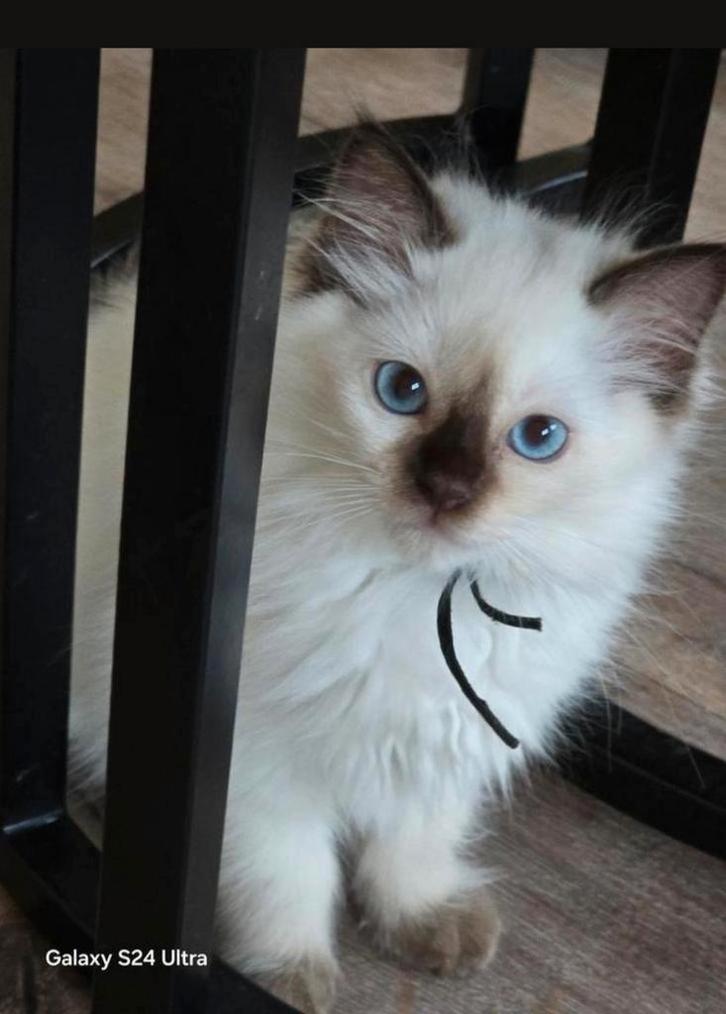 Ragdoll kitten stamboom / getest echo / dna / garantie, Dieren en Toebehoren, Katten en Kittens | Raskatten | Langhaar, Poes, Met stamboom