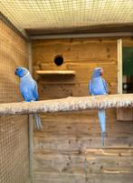 Koppel violet halsbandparkieten, Meerdere dieren, Parkiet