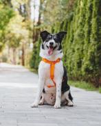 Sjnoerok zoekt een thuis, Particulier, Reu, Buitenland, Eén hond