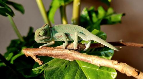 Jemen kameleon, Dieren en Toebehoren, Reptielen en Amfibieën