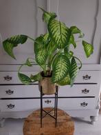 Dieffenbachia in metalen bloempot goud + standaard zwart, Ophalen, 100 tot 150 cm, Overige soorten, Halfschaduw