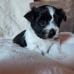 Klein blijvende boomer pups, Dieren en Toebehoren, Overige rassen, 8 tot 15 weken, Parvo, Meerdere