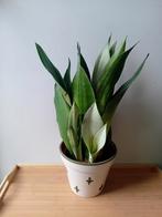 Sanseveria vetplant 60cm, Ophalen, Vetplant, Halfschaduw, In pot