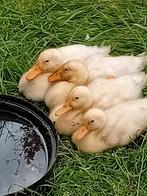 Jonge  eendjes, Dieren en Toebehoren, Meerdere dieren, Kip