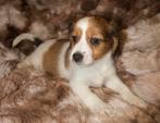 Kooiker pups, Dieren en Toebehoren, 8 tot 15 weken, CDV (hondenziekte), Meerdere, Nederland