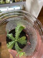 Terrarium plant Biophytum snowman, Huis en Inrichting, Kamerplanten, Ophalen of Verzenden, Overige soorten, Minder dan 100 cm