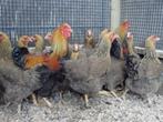 Lieve grote kippen | Wyandotte | Passend advies, Vrouwelijk, Kip