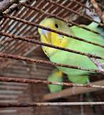 jonge grasparkieten, Meerdere dieren, Parkiet, Tam