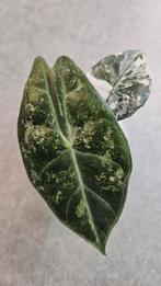 Alocasia Pink Dragon albo/pink Variegata, Ophalen of Verzenden, Halfschaduw, Minder dan 100 cm