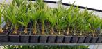 Palmboom fortunei winterhard 30cm, Volle zon, Vaste plant, Bloeit niet, Ophalen