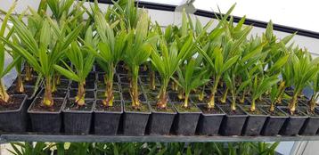 Palmboom fortunei winterhard 30cm beschikbaar voor biedingen