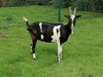 Mooie zwartbonte geit, Dieren en Toebehoren, Schapen, Geiten en Varkens, Vrouwelijk, Geit, 0 tot 2 jaar
