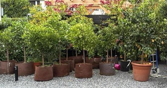 Citrusplant - Diverse Soorten, Tuin en Terras, Planten | Bomen, Overige soorten, 100 tot 250 cm, Volle zon, Lente, In pot, Ophalen