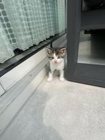 Kittens europese korthaar, Dieren en Toebehoren, Meerdere dieren, 0 tot 2 jaar