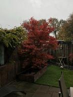 Japanse Esdoorn (Acer palmatum) - 15 jaar, Ophalen, Halfschaduw, Overige soorten, Lente
