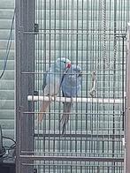 koppel hasbanden 2024, Dieren en Toebehoren, Vogels | Parkieten en Papegaaien, Meerdere dieren, Parkiet, Geringd