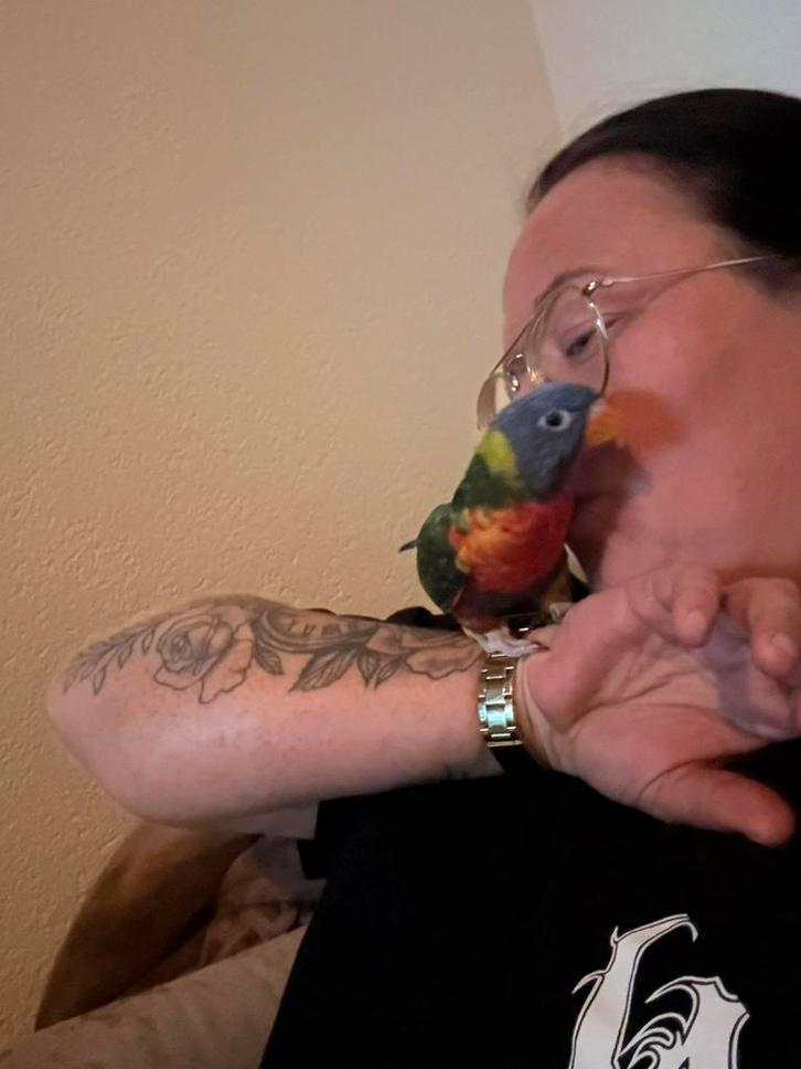 Lieve lori tam, Dieren en Toebehoren, Vogels | Parkieten en Papegaaien, Papegaai, Vrouwelijk, Tam