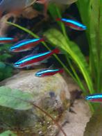 Diverse aquariumvissen op te halen., Vis