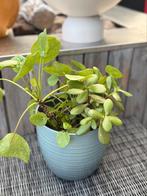 Plant met vaas, Ophalen, Overige soorten