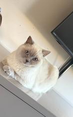 Britse korthaar poes, Poes, Gechipt