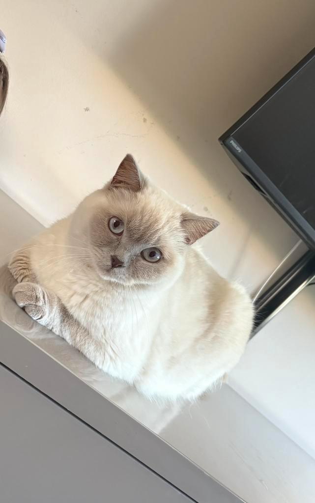 Britse korthaar poes, Dieren en Toebehoren, Katten en Kittens | Raskatten | Korthaar, Poes, Gechipt