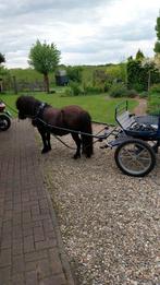Lieve menpony, Dieren en Toebehoren, Pony's, Ruin, A pony (tot 1.17m), Gechipt