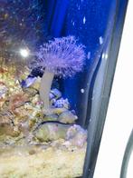 Leder koraal, Dieren en Toebehoren, Overige typen