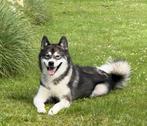 Dekreu Alaskan Malamute Akita Inu, Dieren en Toebehoren, Rabiës (hondsdolheid), Reu, Eén hond, 3 tot 5 jaar