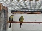 Koppels bergen, Meerdere dieren, Parkiet, Geringd
