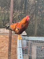 Prachtige jonge krielhaan, Dieren en Toebehoren, Pluimvee, Mannelijk, Kip