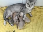Te koop raszuivere britse korthaar kittens, Dieren en Toebehoren, Meerdere dieren, 0 tot 2 jaar