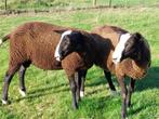 zwartbles ramlammeren, Dieren en Toebehoren, Schapen, Geiten en Varkens, Mannelijk, Schaap, 0 tot 2 jaar