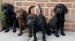 Hele mooie LABRADOR pups, Dieren en Toebehoren, Nederland, CDV (hondenziekte), 8 tot 15 weken, Labrador retriever