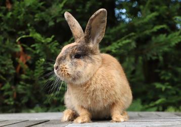 Gecastreerde ram zoekt nieuw huisje beschikbaar voor biedingen