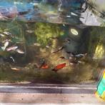Guppy circa 10 stuks voor €5, Vis, Zoetwatervis, Schoolvis