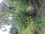 Appel/peren bomen gratis, Tuin en Terras, Ophalen, Overige soorten, 100 tot 250 cm