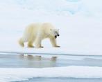 1-10 Juli 2025 Svalbard Polar bear cruise Oceanwide, Eén persoon, Ticket of Toegangskaart