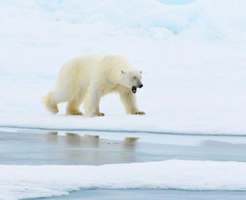 1-10 Juli 2025 Svalbard Polar bear cruise Oceanwide, Tickets en Kaartjes, Recreatie | Overige, Eén persoon, Ticket of Toegangskaart