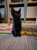 Kitten zwart katertje 12 weken oud, Kater