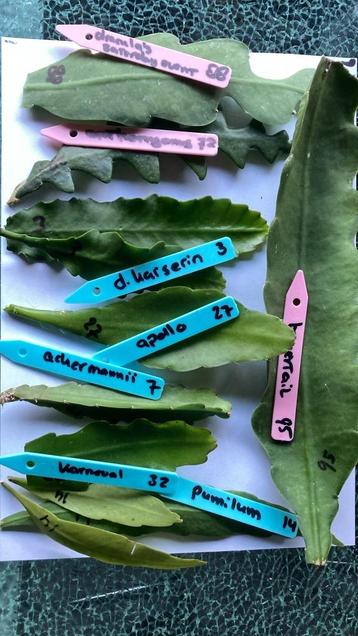 epiphyllum cactus set 10 ongewortelde stekken, 8 soorten beschikbaar voor biedingen