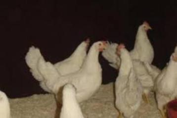 Witte Leghorn kippen [Leggen heel veel eieren] beschikbaar voor biedingen