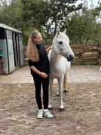Verzorg/bijrijder aangeboden!!, Dieren en Toebehoren, Paarden en Pony's | Overige Paardenspullen, Ophalen of Verzenden, Nieuw