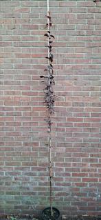 Prunus cerasifera 'nigra', roodbladige kerspruim, Ophalen, Lente, Halfschaduw