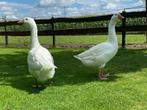 Te koop boeren ganzen, Dieren en Toebehoren, Pluimvee, Geslacht onbekend, Gans of Zwaan