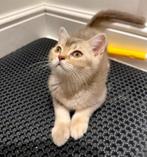 Britse Korthaar kittens, Dieren en Toebehoren, Katten en Kittens | Raskatten | Korthaar, Meerdere dieren, Ontwormd, 0 tot 2 jaar