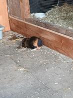 Cavia, Cavia, Augustus, Mannelijk, Tam