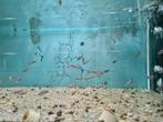 Neon Tetra, Paracheirodon innesi, Vis, Zoetwatervis