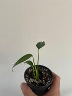 monstera burle marx flame, Huis en Inrichting, Kamerplanten, Overige soorten, In pot, Minder dan 100 cm, Bloeiende kamerplant