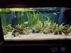 Aquarium planten en vissen te koop., Dieren en Toebehoren, Vissen | Aquariumvissen, Vis, Zoetwatervis